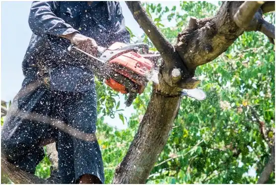 tree services Brooks